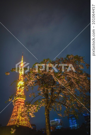 從王子公園塔後面的草坪看櫻花和東京塔 從王子公園塔後面的草坪看櫻花和東京塔 101064457
