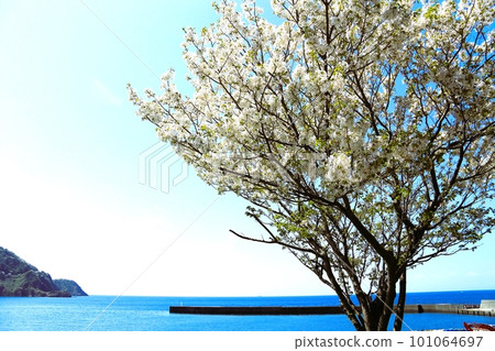 盛開的櫻花樹漂浮在海中 盛開的櫻花樹漂浮在海中 101064697