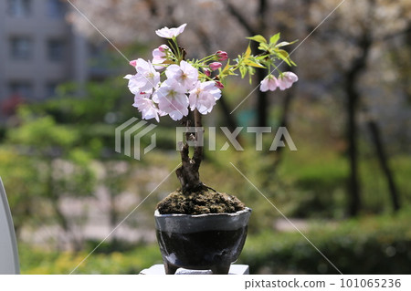 Cherry blossom 101065236