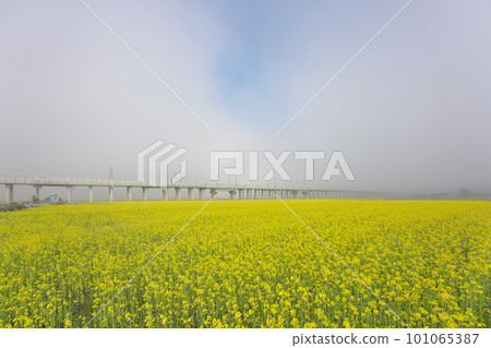 被霧覆蓋的油菜花田 101065387