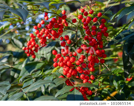 Red berries and green leaves of Nanten, winter image Red berries and green leaves of Nanten, winter image 101065534