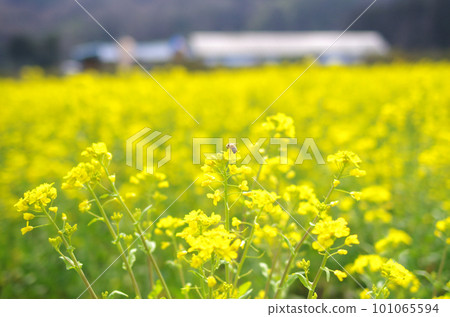 Rape flower and blue sky Rape flower and blue sky 101065594