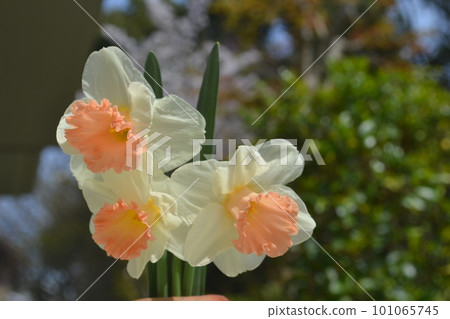 Narcissus Pink Parasol 101065745