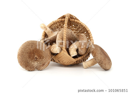 Shiitake mushrooms in wicker basket on white background 101065851
