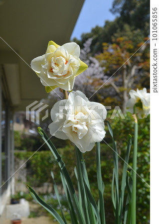 Narcissus Acropolis Narcissus Acropolis 101065856