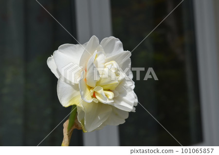 Narcissus Acropolis Narcissus Acropolis 101065857