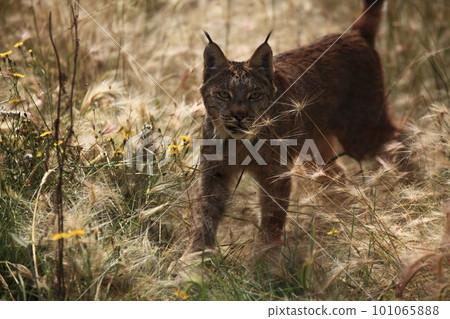 Lynx cat hiding in autumn grass Lynx cat hiding in autumn grass 101065888
