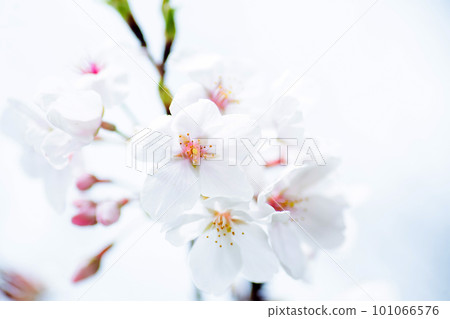 陽光櫻花通過太陽 101066576