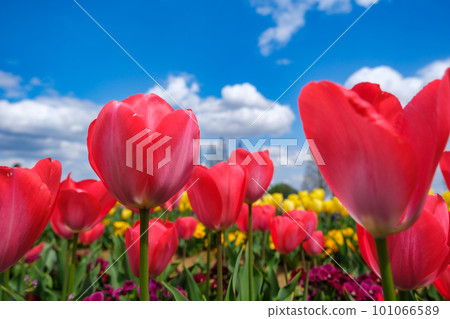 Red tulips shining against the blue sky [Akebonoyama Agricultural Park, Kashiwa City, Chiba Prefecture] 101066589