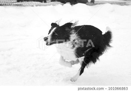 一隻寵物狗在雪地裡奔跑 101066863