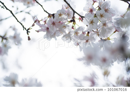 盛開在春天公園的吉野櫻花 101067016