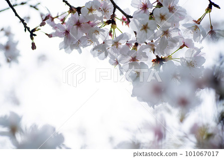 盛開在春天公園的吉野櫻花 101067017