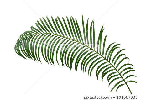 Tropical green palm branch on white isolated background. Design element. Cut out. Symbol of beach. Copy space Tropical green palm branch on white isolated background. Design element. Cut out. Symbol of beach. Copy space 101067333