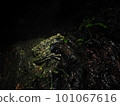 Okinawa Shikawa frog in the dark night 101067616