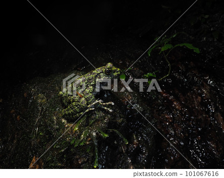 Okinawa Shikawa frog in the dark night Okinawa Shikawa frog in the dark night 101067616