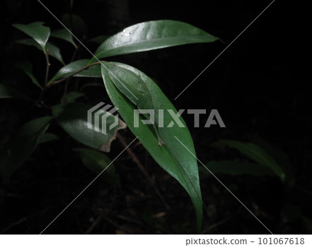 Leaf Hidden Technique Kusakirimodoki Leaf Hidden Technique Kusakirimodoki 101067618