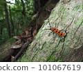 Amami Forest Jewel Ferie Beniboshi Beetle 101067619