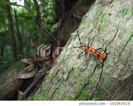 Amami Forest Jewel Ferie Beniboshi Beetle Amami Forest Jewel Ferie Beniboshi Beetle 101067619