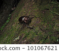 Japan's largest beetle 101067621