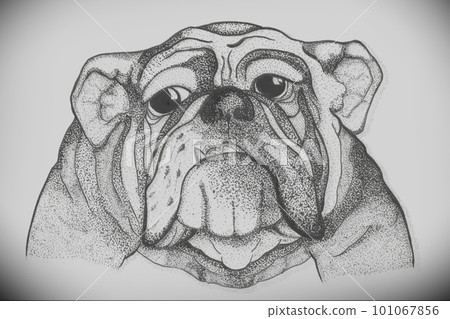Sketch of dog head English bulldog. Sketch of dog head English bulldog. 101067856