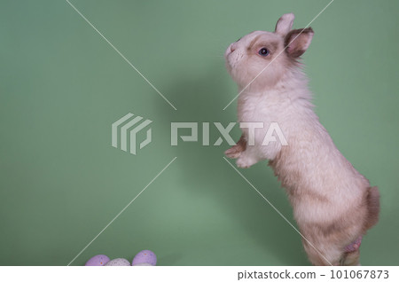 The Easter Bunny stands on its hind legs on a green background with painted eggs. 101067873