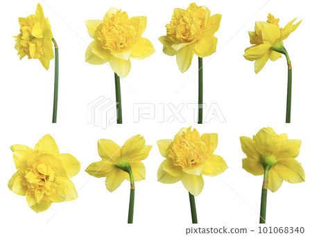 Collection of beautiful yellow daffodils isolated on white background. Collection of beautiful yellow daffodils isolated on white background. 101068340