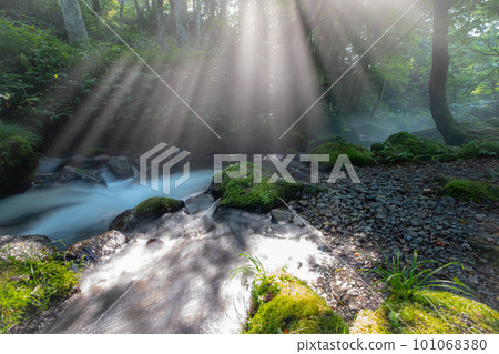 A clear stream in the forest where the sun shines through the trees (Oyama Kitanizawa mountain stream) 101068380