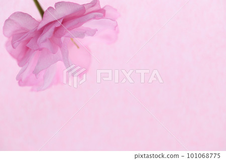 雙櫻花背景素材 雙櫻花背景素材 101068775