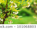 白色的小藍莓花 101068803