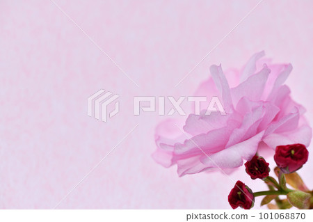 雙櫻花背景素材 雙櫻花背景素材 101068870