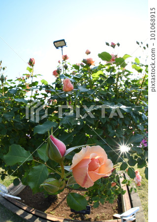 Rose scenery 101068915