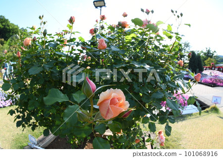 Rose scenery 101068916