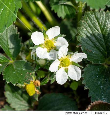 Strawberry white flowers and young fruits 101068917