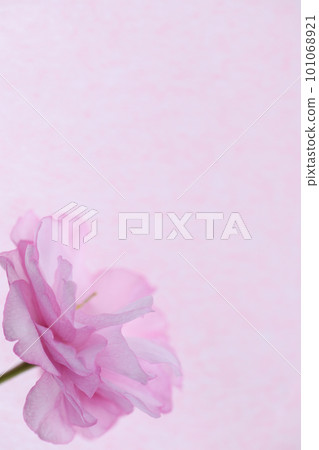 雙櫻花背景素材 101068921