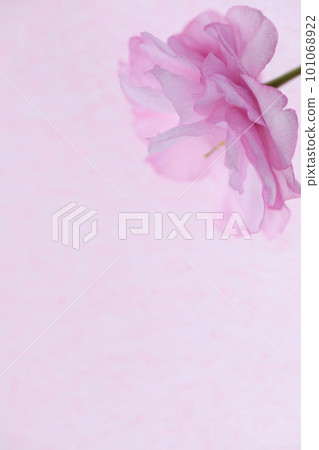 雙櫻花背景素材 101068922