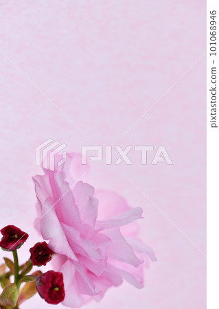 雙櫻花背景素材 雙櫻花背景素材 101068946