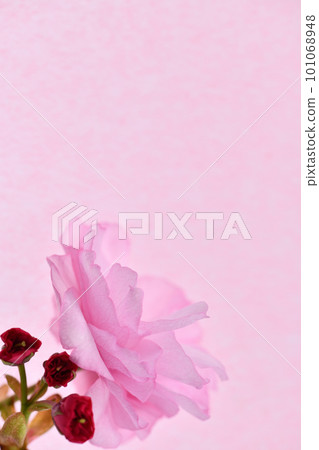 雙櫻花背景素材 雙櫻花背景素材 101068948