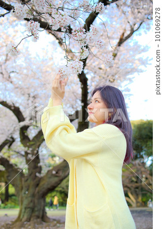 櫻花的女人 101069278