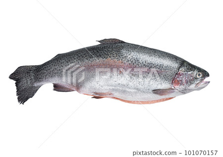 Raw trout silver fish on a kitchen table. Isolated on white background 101070157