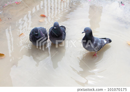 Three friendly pigeons bathing and playing in a puddle 101070175