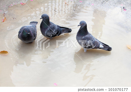 Three friendly pigeons bathing and playing in a puddle 101070177