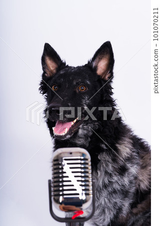 Beatiful mudi dog singing into a microphone in studio ehite background 101070211