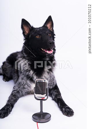 Beatiful mudi dog singing into a microphone in studio ehite background 101070212