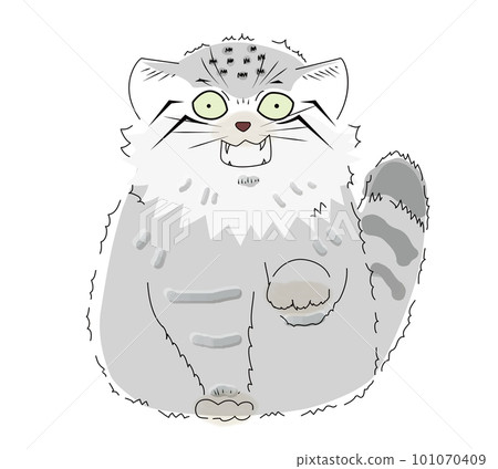A surprised manul cat facing the front and raising its front legs A surprised manul cat facing the front and raising its front legs 101070409