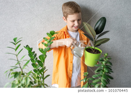 A cute boy in a shirt is studying indoor green plants, caring for flowers. Watering a ficus in a pot A cute boy in a shirt is studying indoor green plants, caring for flowers. Watering a ficus in a pot 101070445