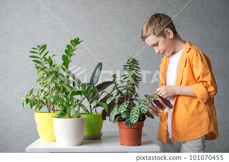 A cute boy takes care of indoor green plants. Checks soil moisture level 101070455