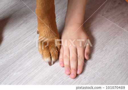 Hand of a child and paw of a red dog on the floor at home 101070489