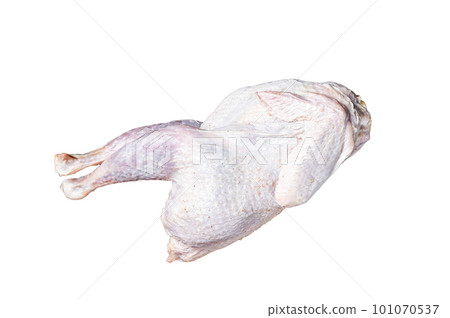Raw Guineafowl, guinea fowl with herbs in steel tray. Isolated on white background. Raw Guineafowl, guinea fowl with herbs in steel tray. Isolated on white background. 101070537