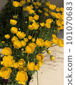 Yellow flowers blooming in spring flowerbed 101070683