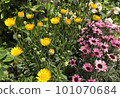 Colorful yellow and pink spring flowers 101070684